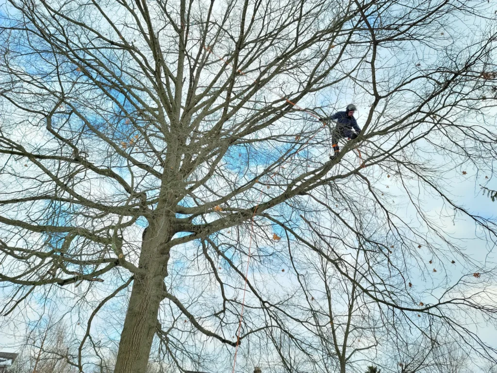 Two arborists working in large tree canopy during trimming service