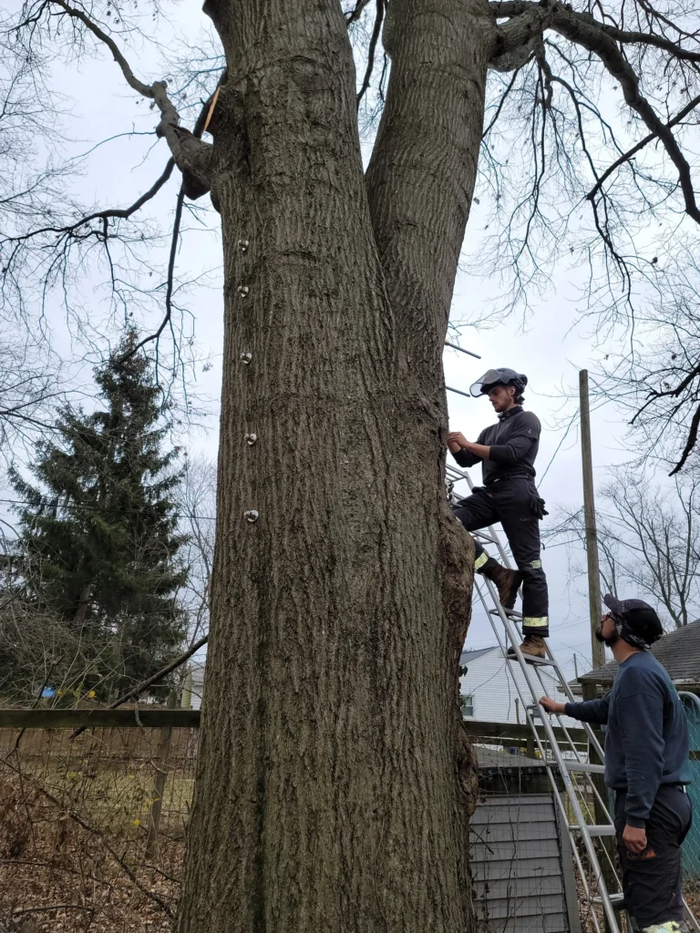 Certified arborist working high in tree canopy during service