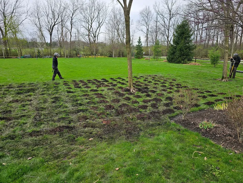 Air spade root zone treatment and soil aeration for tree health