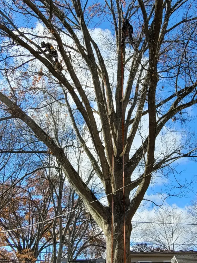 Certified arborist climbing tall bare tree for pruning work in Central Ohio