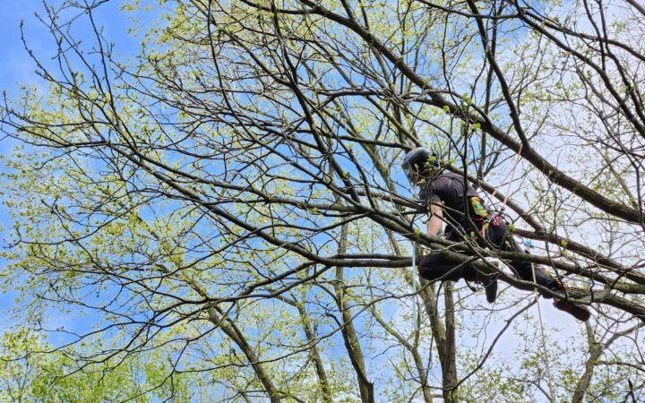How Often Should You Prune Your Trees?