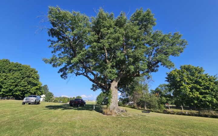 Signs Your Ash Tree May Have Emerald Ash Borer