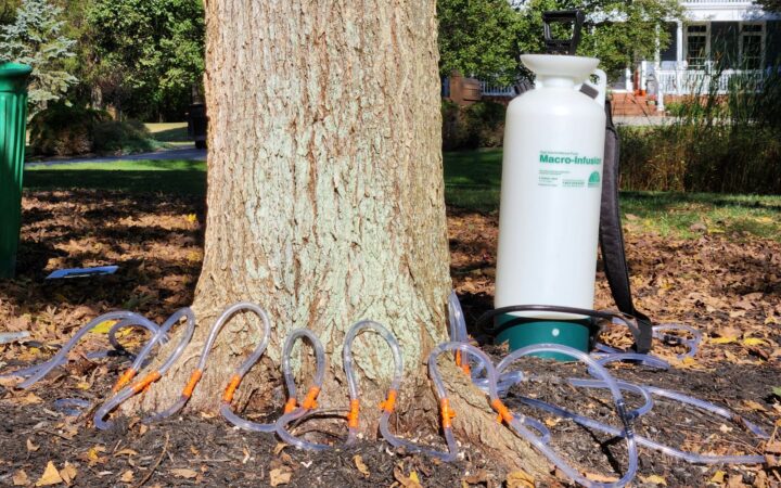 Oak Wilt in Ohio: Signs, Symptoms, and Treatment Options